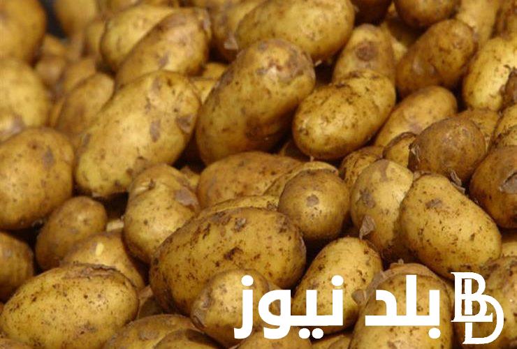 “بسعر الجملة” سعر البطاطس اليوم السبت 20 ابريل 2024 في سوق العبور