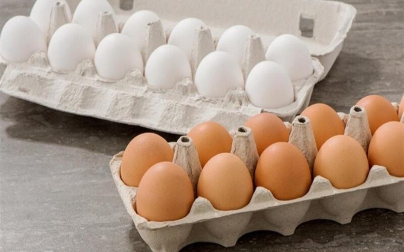 البيضة بكام؟.. سعر كرتونة البيض اليوم الاحد 21 ابريل 2024 للمستهلك في جميع الاسواق