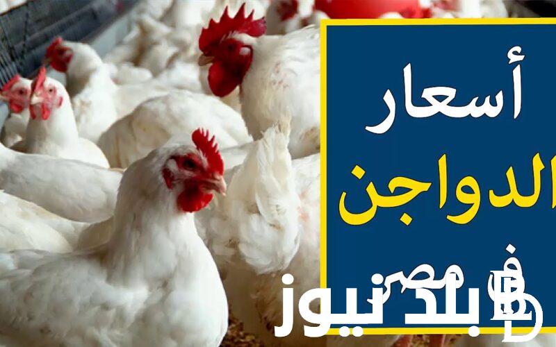 نزلت 10% “خبر سعيد قبل العيد” اسعار الفراخ البيضاء اليوم في مصر 2024 في المرزعة والمحلات