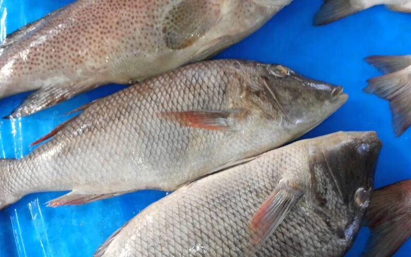 “بلطي وبوري” اسعار السمك اليوم الاثنين 8 ابريل 2024 للمستهلكين في مصر