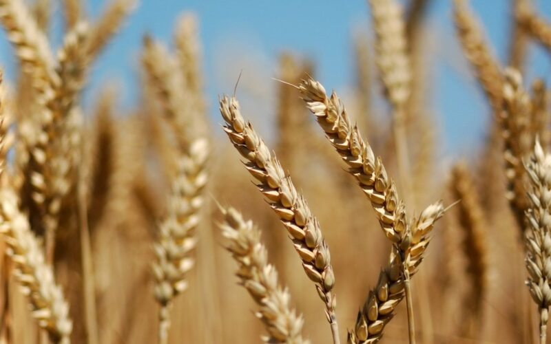“الروسي، المستورد” سعر أردب القمح اليوم الخميس 18 ابريل 2024 للمُستهلك في جميع الأسواق المصرية