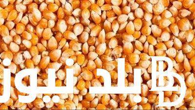 حقيقة ارتفاع أسعار الذرة البيضاء و الصفراء في مصر اليوم السبت 27 ابريل 2024