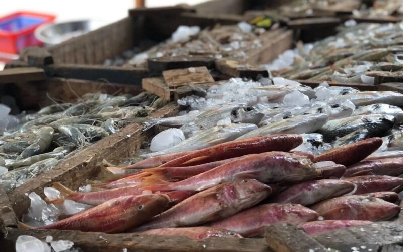 “مكرونة و سبيط” أسعار السمك اليوم للمستهلك الاربعاء 17 ابريل 2024