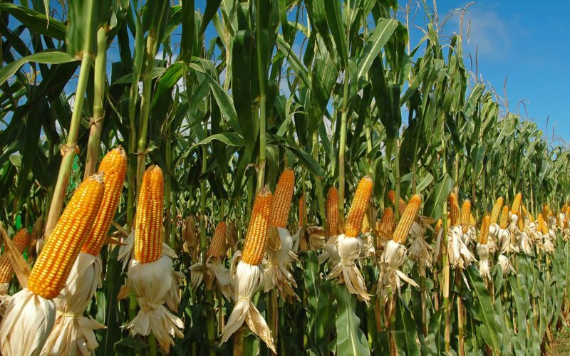 “صفراء وبيضاء” سعر الذرة اليوم الخميس الموافق 4 ابريل 2024 في السوق المحلي للمستهلك