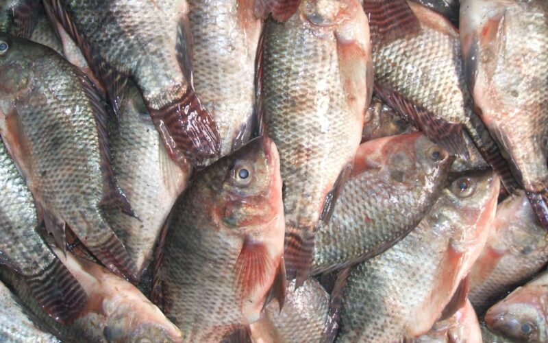 أسعار السمك اليوم البلطي والبوي وجميع الأنواع الإثنين 8 أبريل 2024 في سوق العبور