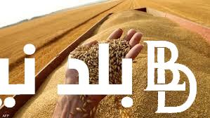 “روسي ومستورد” سعر أردب القمح اليوم الخميس 18-4-2024 للمستهلك بالاسواق المحلية