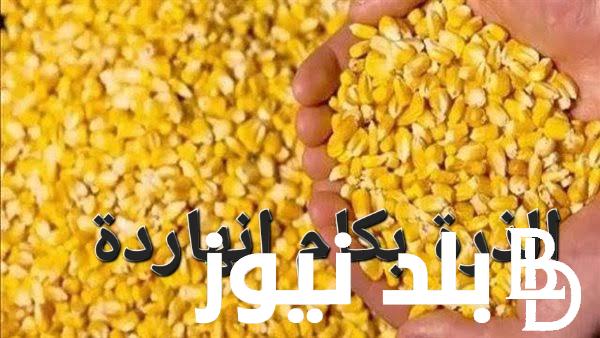 كم سعر طن الذرة الصفراء اليوم في مصر 2024 بعد تراجع اسعار الاعلاف في الاسواق