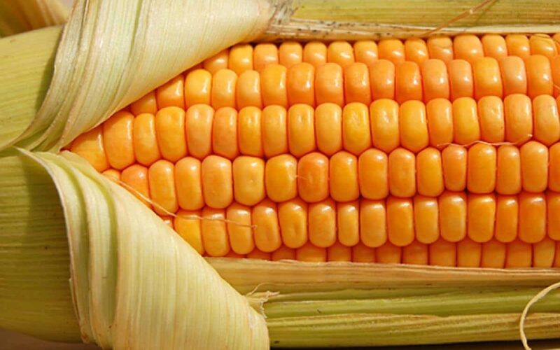“استقرار اسعار الذرة” سعر طن الذرة الصفراء اليوم الاربعاء في الاسواق