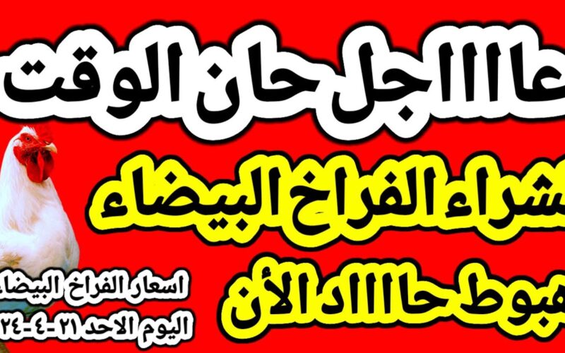 بورصة الدواجن اليوم الفراخ البيضاء الاحد 21 ابريل 2024 جمله وقطاعي في المحلات في مصر