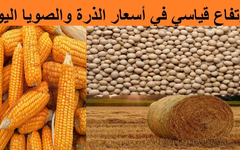 “صفراء وبيضاء” سعر طن الذرة الصفراء اليوم الاحد 21 ابريل 2024 في السوق المحلي للمستهلك