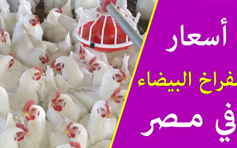 بورصة الدواجن اليوم الفراخ البيضاء الاثنين 8 ابريل 2024 للمُستهلك في مصر
