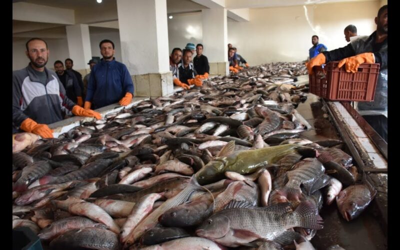 جدول اسعار السمك اليوم الإثنين 1 أبريل 2024 في سوق العبور