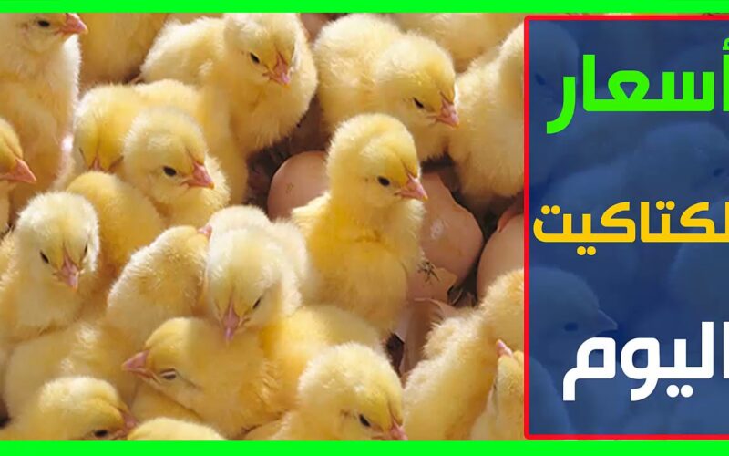 اسعار الكتاكيت البيضاء اليوم الثلاثاء 2 ابريل 2024 في كل الشركات المصرية