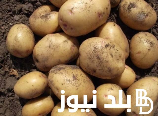 كيلو البطاطس بكام ؟.. ارتفاع أسعار البطاطس اليوم الثلاثاء 30 ابريل 2024 في الاسوق المحلية بمصر