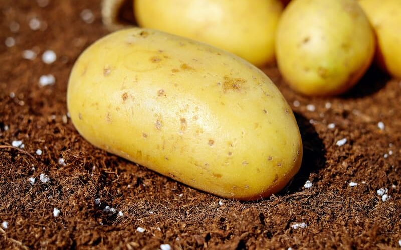 سعر البطاطس اليوم الاثنين 15 ابريل 2024 | أسعار الخضروات والفاكهة بمصر اليوم في سوق العبور