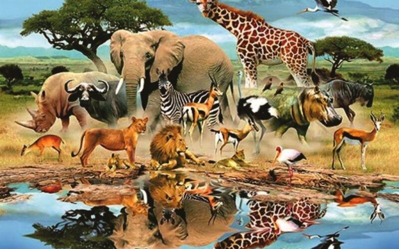 “عالم الحيوان” تردد قناة ناشيونال جيوغرافيك 2024 لمتابعة أجمل برامج الحيوانات بجودة HD