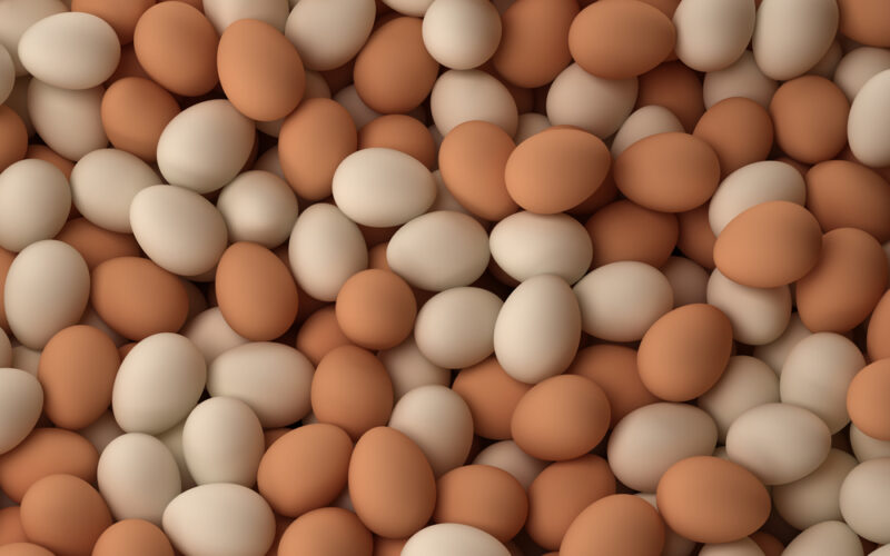كم سعر البيض الأحمر اليوم الأربعاء 24 أبريل 2024 في بورصة الدواجن وللمستهلك