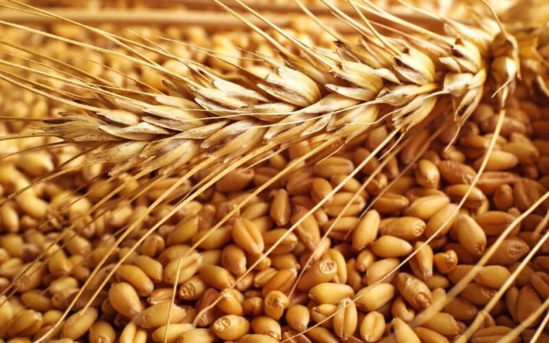 “الاردب على كام” كم سعر القمح الان في مصر اليوم الاربعاء 17 ابريل 2024 للمستهلك في الأسواق المصرية
