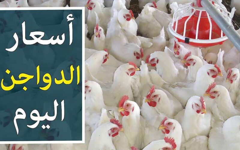اسعار الفراخ البيضاء  اليوم الثلاثاء 2 ابريل 2024 فى جميع منافذ البيع المصريه