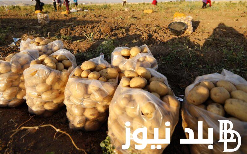 الكيلو بكــام؟.. أسعار البطاطس اليوم في سوق العبور الجمعة 19 أبريل 2024 واسعار باقي الخضراوات