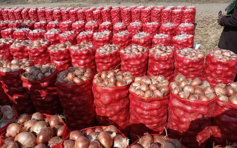 “يا بتاع الخزين يا بصل” أسعار البصل اليوم في سوق العبور الاثنين 29 ابريل 2024 للمستهلك