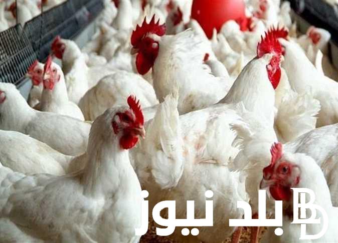بورصة الدواجن اليوم الفراخ البيضاء 2024 للمُستهلك في مصر