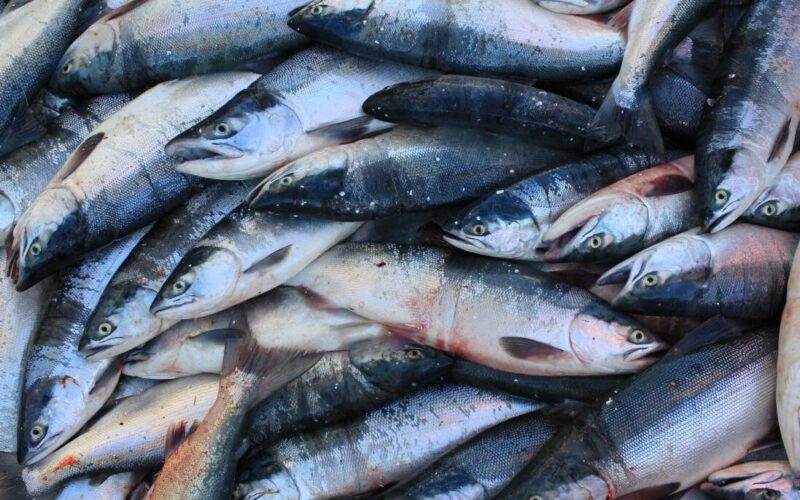 جدول اسعار السمك اليوم السبت 20 ابريل 2024 للمستهلك في سوق العبور