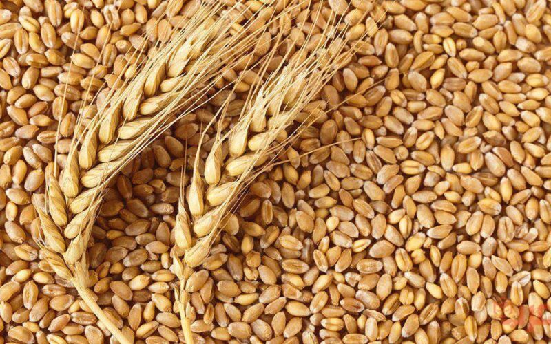 سعر القمح اليوم الاربعاء 3 ابريل 2024 في الاسواق المصرية واسعار الدقيق اليوم