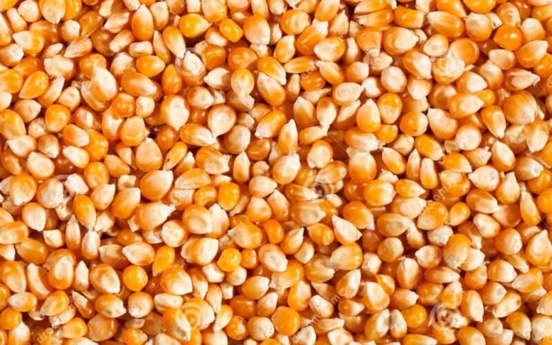 سعر طن الذرة الصفراء اليوم الاربعاء 17 ابريل 2024 للمُستهلك في مصر