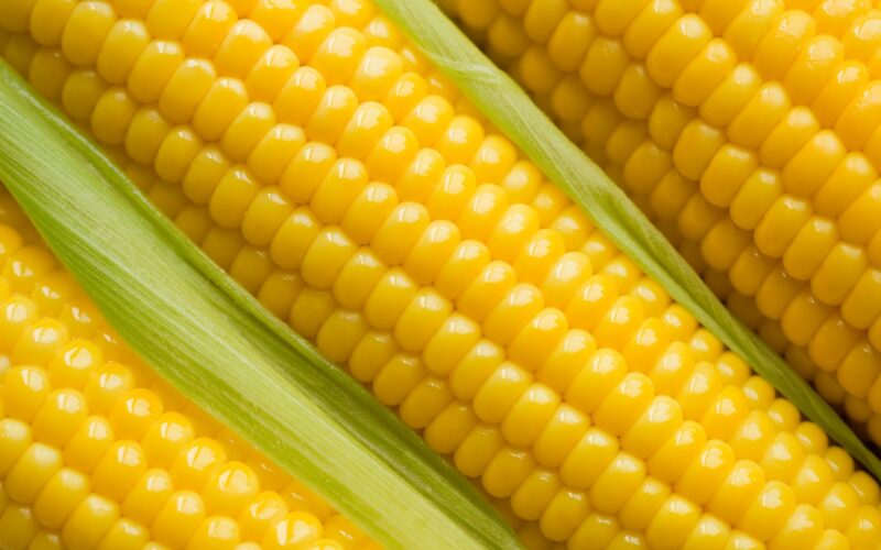 ” امريكي و روماني ” سعر طن الذرة الصفراء اليوم الاربعاء 17 ابريل 2024 في مصر