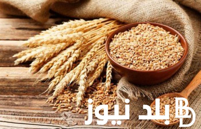 زيادة 500 جنيه.. سعر اردب القمح 2024 بمصر في موسم الحصاد الزراعى