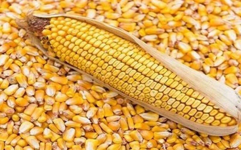 “الصفراء والبيضاء” سعر الذرة اليوم الأربعاء 24 ابريل 2024 و أسعار أعلاف الدواجن 
