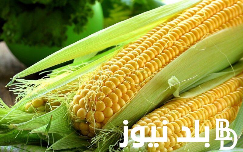 “أنواع الأعلاف” سعر الذرة اليوم الثلاثاء 23 ابريل 2024 وفقًا للبوابة الحكومية المصرية