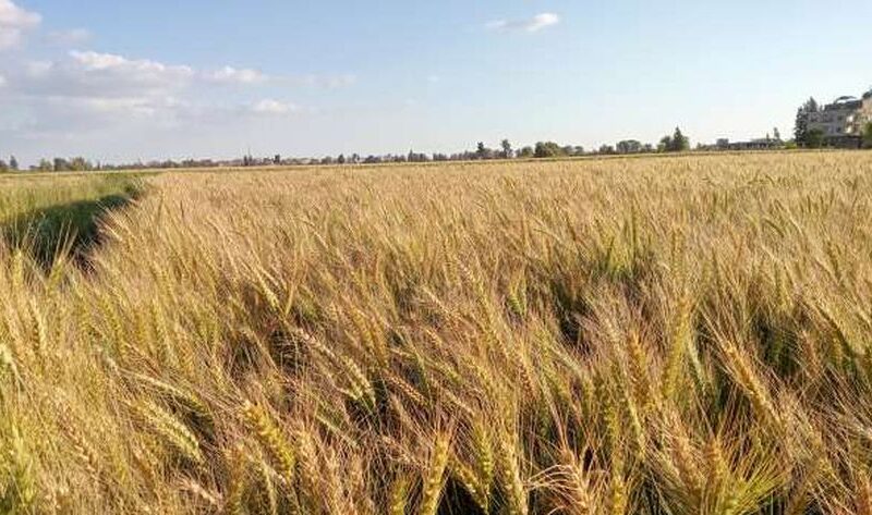 وزارة التموين تُعلن.. سعر القمح اليوم السبت 20 – 4 – 2024 خلال موسم الحصاد