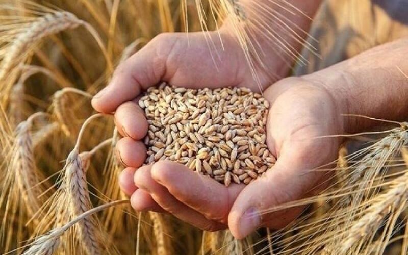 ‎سعر كيلو القمح اليوم في مصر الجمعة 5 ابريل 2024 في الأسواق المحلية