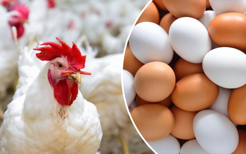 “البيضة علي كام؟” سعر كرتونة البيض اليوم للمستهلك الأربعاء 29 مايو 2024 في جميع الأسواق