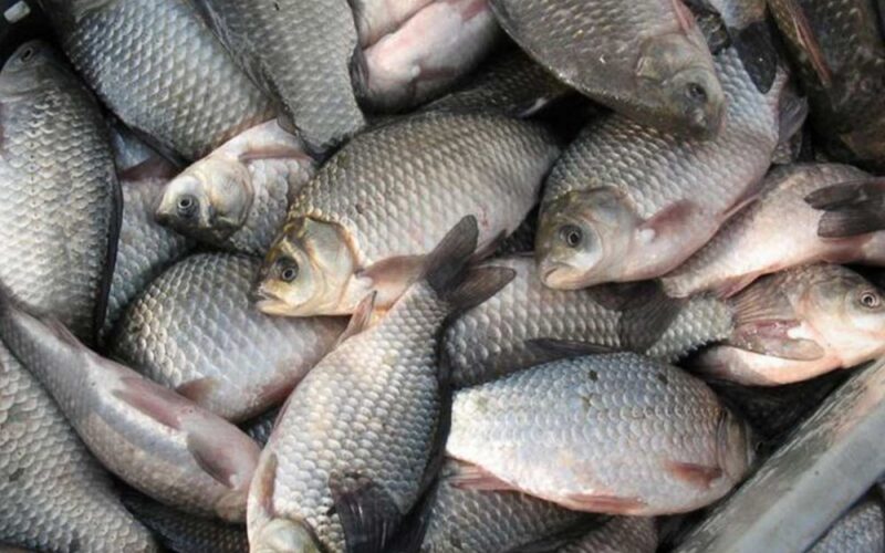 “Fresh” أسعار السمك اليوم بسوق العبور بتاريخ الخميس 23 مايو 2024 للمُستهلك