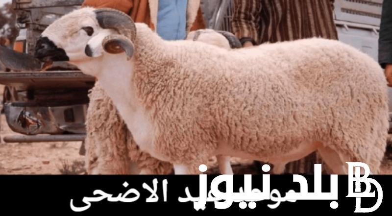 “العيد فرحة” موعد عيد الأضحى 2024 في مصر والاجازة الرسميه للقطاع الحكومي