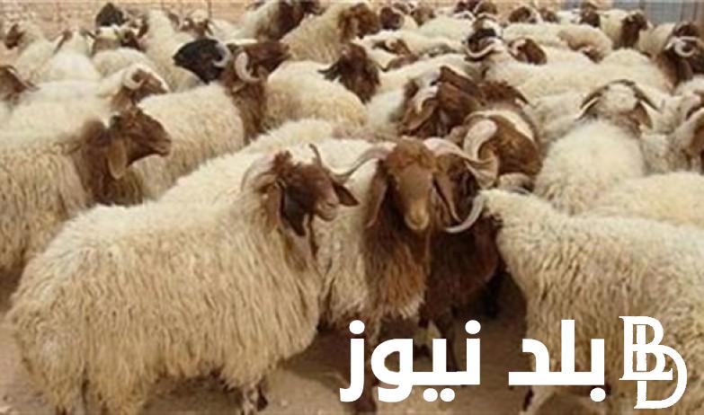 اسعار الاضاحي 2024 اليوم في مصر بمنافذ وزارة الزراعة بجميع محافظات الجمهورية