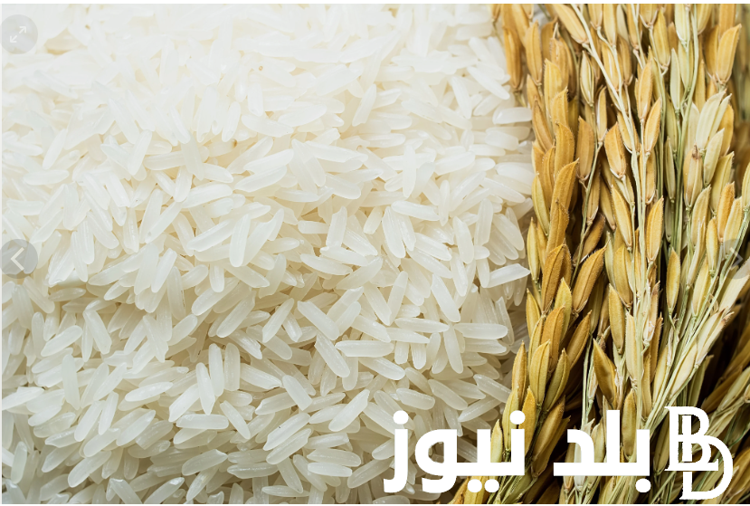 “رفيع ، عريض” سعر طن الأرز الشعير اليوم الجمعه 31 مايو 2024 في مصر للتجار والمستهلكين