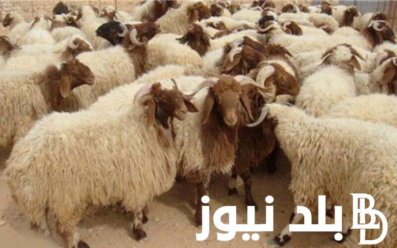 اسعار الأضاحي اليوم الاحد 26 مايو 2024.. قائمة أسعار الأضاحي اليوم في مصر قبل عيد الأضحى