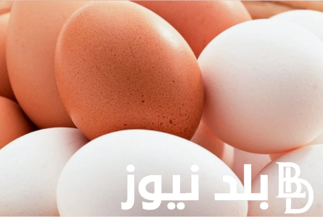 سعر البيض اليوم السبت 11 مايو 2024 و سعر الفراخ البيضاء فى بورصة الدواجن في مصر