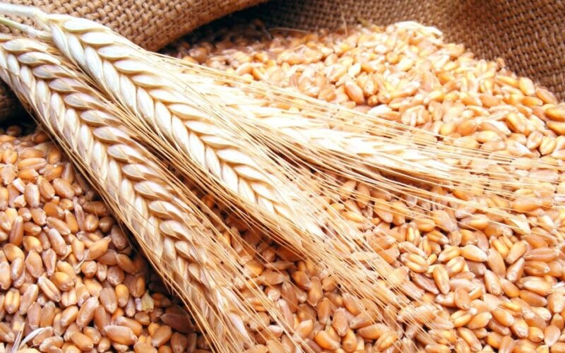 “الاردب بـ2000 ج” سعر القمح اليوم الاربعاء 1-5-2024 للمُستهلك بالاسواق المحلية