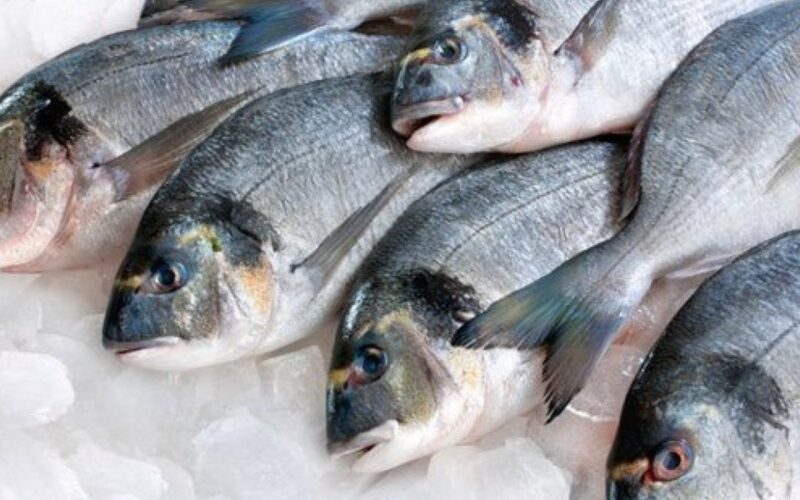 “كل الانواع والاصناف” اسعار السمك اليوم الاثنين 6 مايو 2024 في سوق العبور للجمله