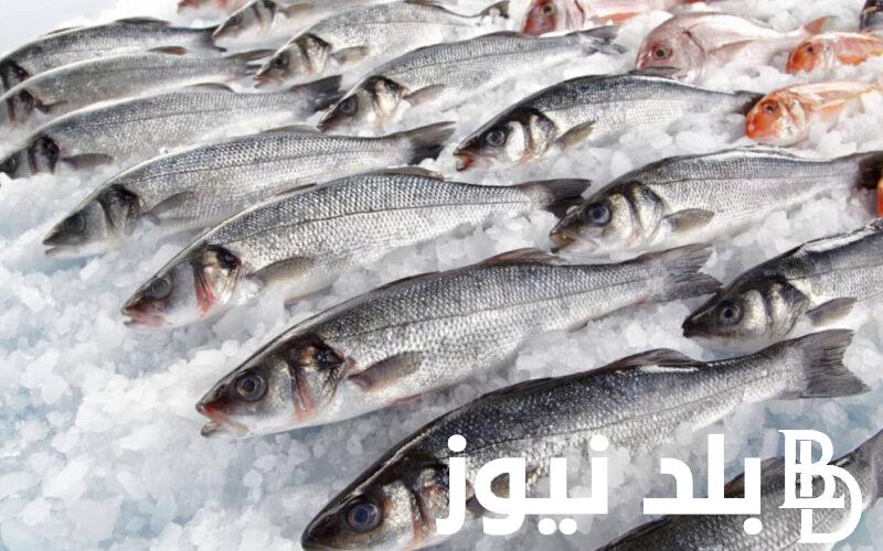 “بلطي وبوري” اسعار السمك اليوم الاربعاء 29 مايو 2024 في الاسواق المصرية للمستهلك