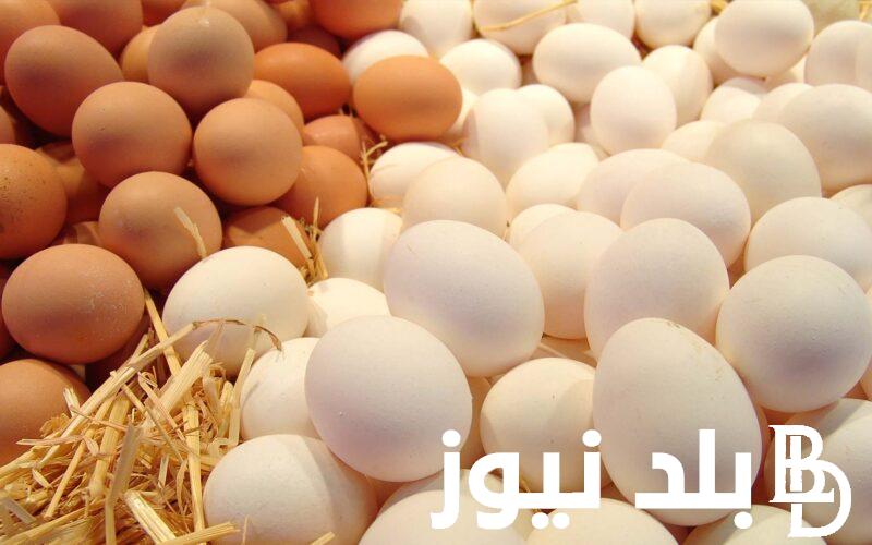 سعر كرتونة البيض اليوم الاربعاء 22 مايو 2024 وسعر الفراخ البيضاء في بورصة الدواجن