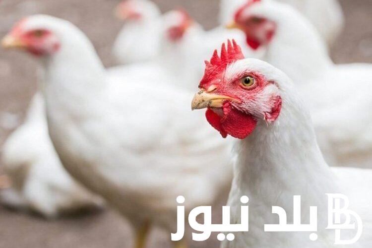 الدجاجة بكام؟.. بورصة الدواجن اليوم الفراخ البيضاء الخميس 9 مايو 2024 في مصر