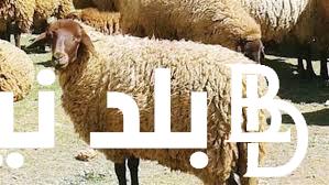“مفاجأة في ثمن الخراف” سعر الخروف اليوم في مصر الاربعاء 15-5-2024 واسعار اللحوم
