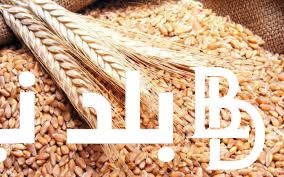“الطن بـ11 ألف ج” سعر أردب القمح اليوم في السوق السوداء الخميس 9-5-2024 للمستهلك بجميع الاسواق