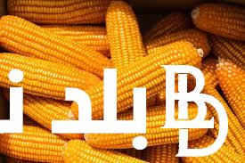 “اوكراني و ارجنتيني” سعر طن الذرة الصفراء اليوم الاحد 5 مايوو 2024 في الاسواق المصرية
